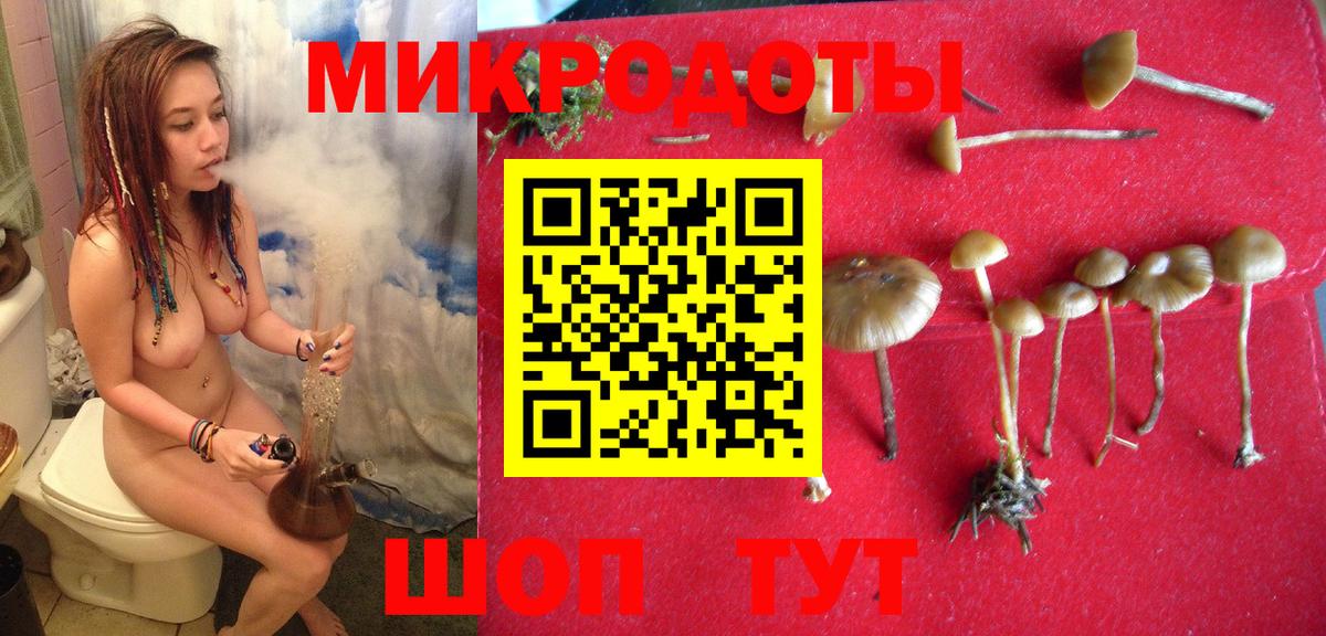 Псилоцибиновые грибы Psilocybe Еманжелинск